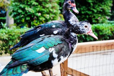 Muscovy ducks perching on retaining wall