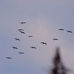 Low angle view of birds flying in sky