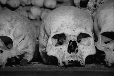human skull