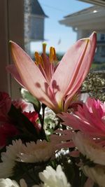 Close-up of pink flower blooming outdoors