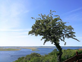 Tree by sea against sky