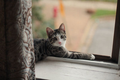 Portrait of cat relaxing on window sill at home