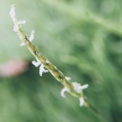 Close-up of frozen plant