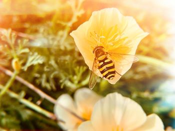 Close-up of insect on flower