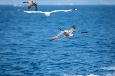 Seagulls flying over sea