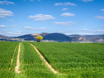 Scenic view of agricultural field against sky