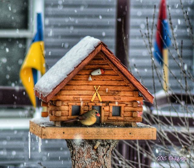 focus on foreground, water, close-up, animals in the wild, selective focus, bird, animal themes, outdoors, day, building exterior, built structure, wildlife, railing, wood - material, one animal, reflection, no people, architecture, splashing, metal