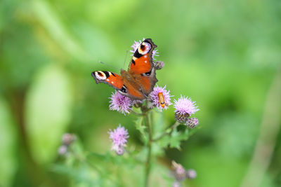 Close-up of butterfly pollinating on purple flower