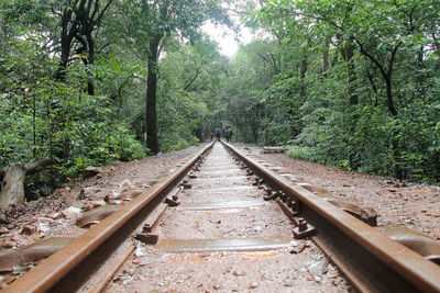 Railroad track passing through forest