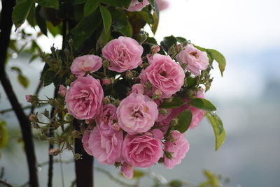 Close-up of pink roses