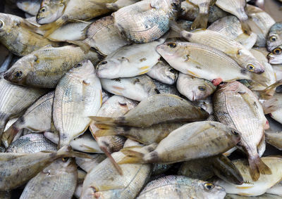 Full frame shot of seafood for sale at market