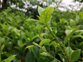 Close-up of fresh green plant in field