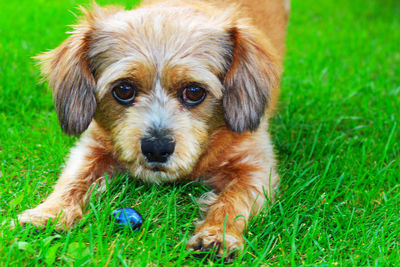 Portrait of cute puppy