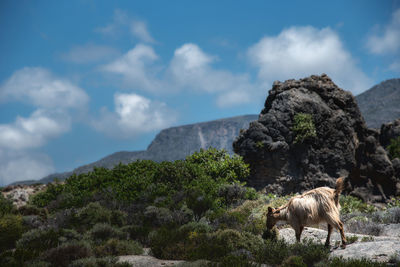 View of a horse on rock against sky