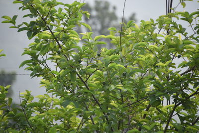 Low angle view of tree