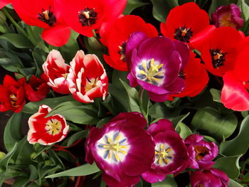 High angle view of red flowering plants