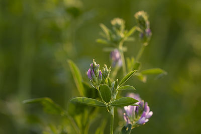 Close-up of purple flowering plant