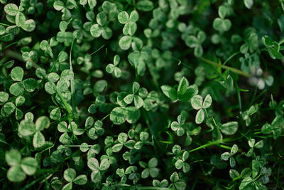 Close-up of white flowering plants