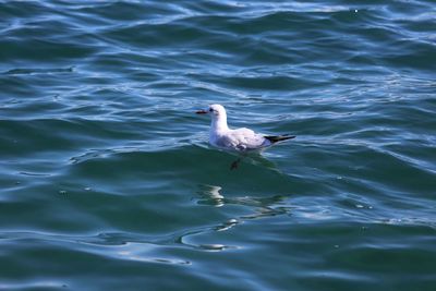 High angle view of seagull swimming in sea