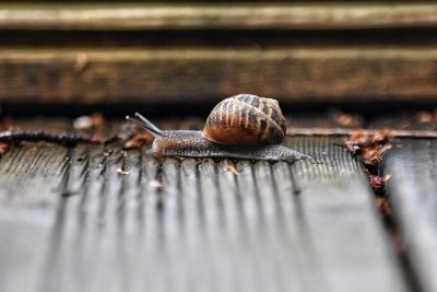 Close-up of snail