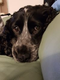 Portrait of dog relaxing at home