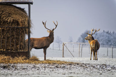 Deer in a field