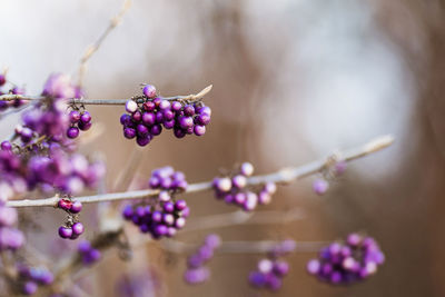 Close-up of purple flowering plant with berries 