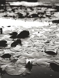 High angle view of flowers floating on lake