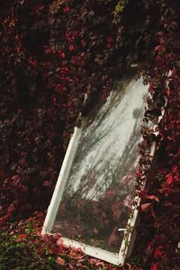 High angle view of autumn leaves on land