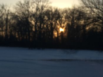 Trees on field against sky during winter