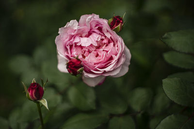 Close-up of pink rose