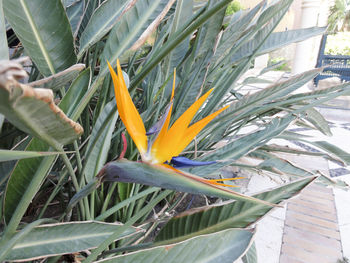 Close-up of plants growing in greenhouse