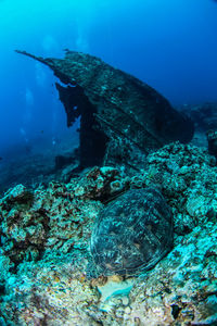 View of turtle swimming in sea