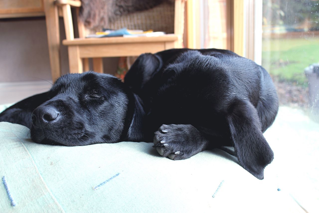 domestic animals, one animal, dog, pets, animal themes, black color, relaxation, mammal, resting, close-up, indoors, front view, zoology, animal head, selective focus, pampered pets, lying down, animal, focus on foreground, loyalty, no people