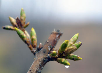 Close-up of flower buds growing on branch