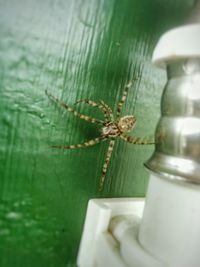 Close-up of insect on window