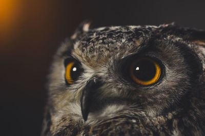 Close-up portrait of owl