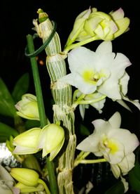 Close-up of orchids blooming against black background