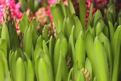 Hyacinths are floral plants with spherical bulbs