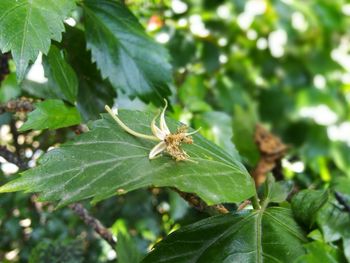 Close-up of insect on leaves