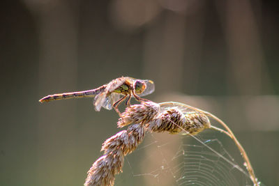 Close-up of dragonfly on web