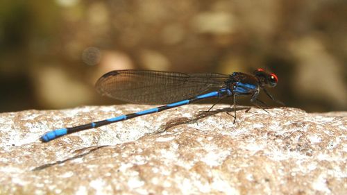 Close-up of damselfly on wall