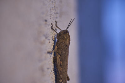 Close-up of grashopper on wall