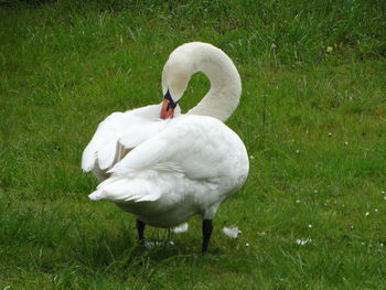 Close-up of swan on field