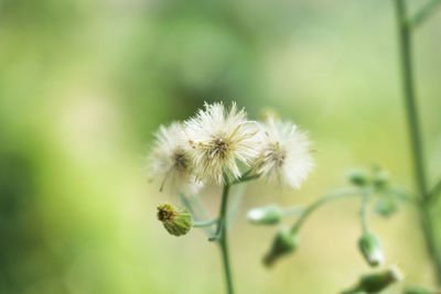 Close-up of white dandelion flower