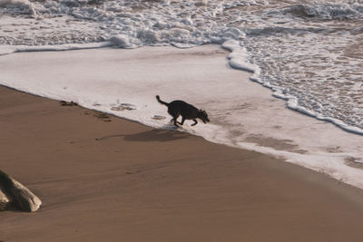 Dogs on beach