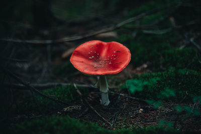 Close-up of fly agaric mushroom in forest