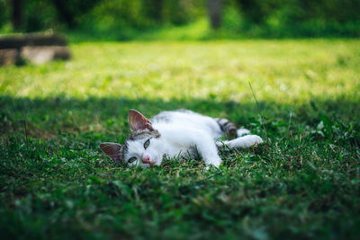 White cat lying on field