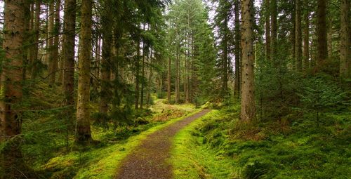 Panoramic shot of pine trees in forest