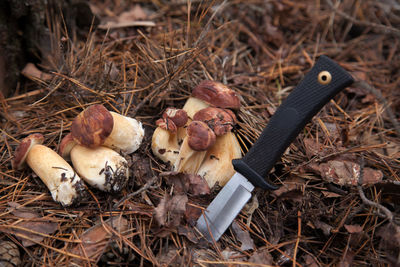 Close-up of mushrooms growing on field